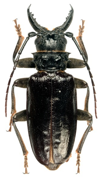 A. arabicus